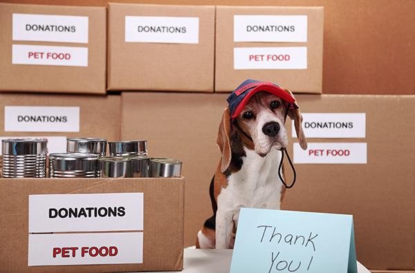 dog with donation boxes